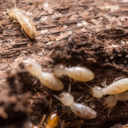 Diagnostic termites, une obligation pour tous les biens dans le cadre d'une vente